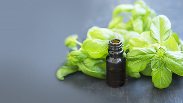 Getting down to essentials: Basil Essential Oil
