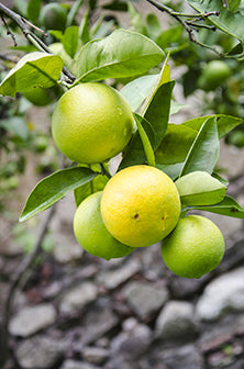 Make Bergamot Oil an Essential Ingredient to Help Clients Relax at your Spa and Massage Practice