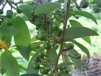 Litsea Cubeba essential oil