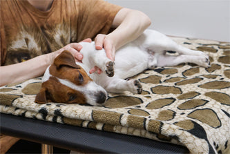 Furbaby Massage