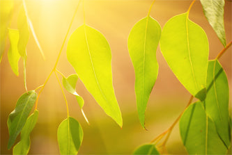 Eucalyptus Oil