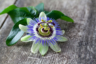 Rejuvenate clients with the calming benefits of the Passion Flower
