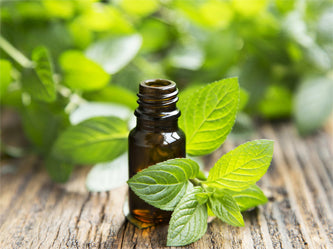 Peppermint essential Oil