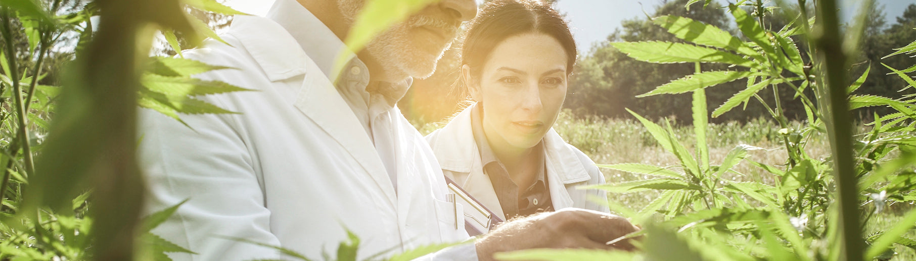 two sccientists in hemp farm looking at leaves