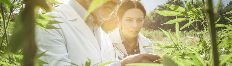 two sccientists in hemp farm looking at leaves