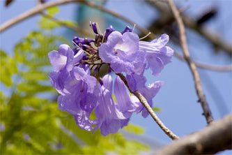 Rosewood Essential Oils
