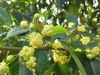 Litsea Cubeba essential oil
