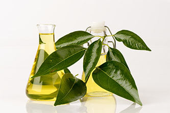 White Camphor Essential Oil