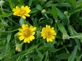 arnica or daisy for spa products