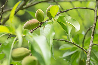 Nothing nutty about almond oil for skin