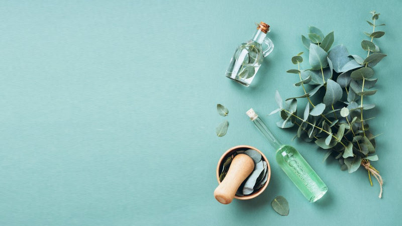 Getting Down to Essentials: Eucalyptus Oil