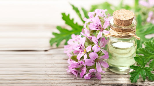 Getting Down to Essentials:  Rose Geranium