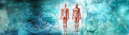 The Viscerosomatic Connection: Why Organs matter in Musculoskeletal Pain-With Joanne Muir