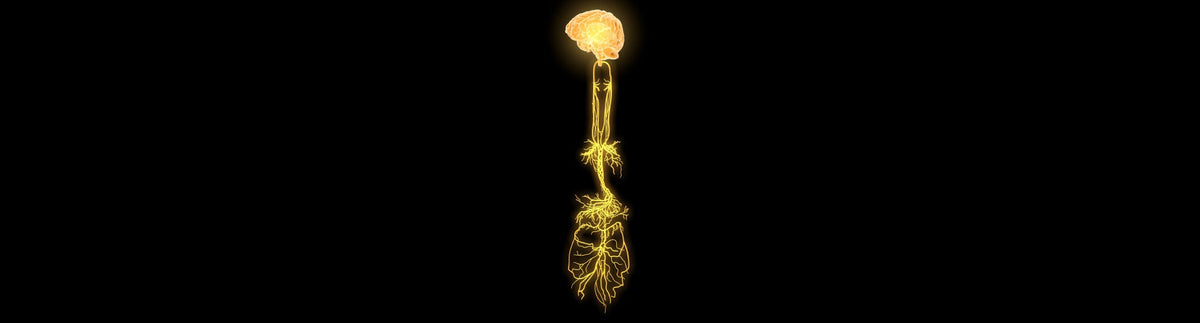 Joe Durant - Investigating the Role of Vagus Nerve in Massage Therapy