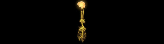 Joe Durant - Investigating the Role of Vagus Nerve in Massage Therapy