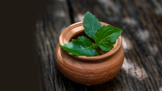 Getting Down to Essentials: Patchouli Essential Oil