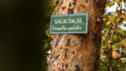 Getting Down to Essentials: Boswellia