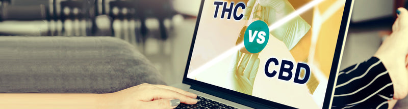 image of person researching thc and cbd on laptop