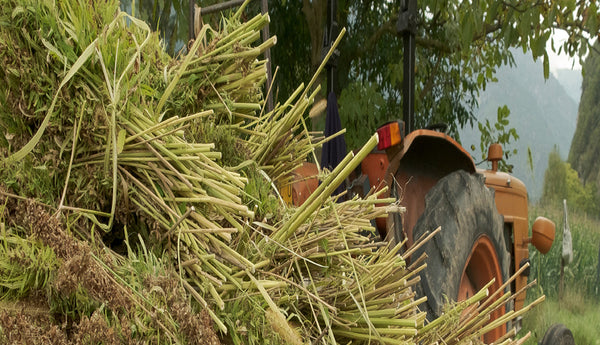 harvesting hemp with tractor