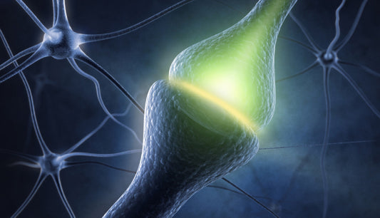 Endocannabinoid System and CBD Work Together