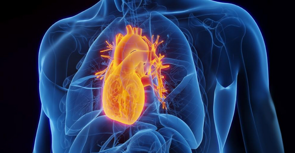 The Biodynamic Heart and Introduction to Biodynamic Cardiovascular Therapy (BCVT) with Michael Shea