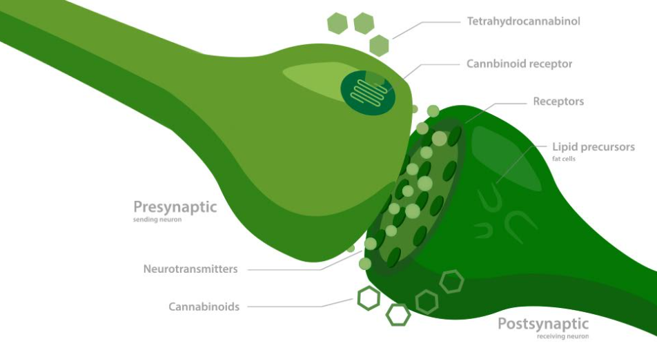 Understanding CBD and Your Practice with Shamaya Chah