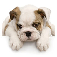 It's okay to let your business go to the dogs