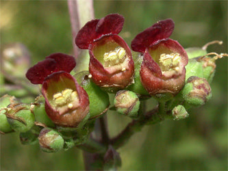 Introduce spa and massage practice clients to the benefits of figwort