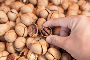 pecans being picked